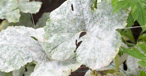 White Spot On Leaves Identify And Eliminate Complete Gardering