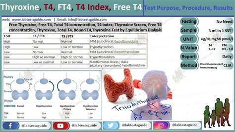 Free T4 Concentration Lab Tests Guide