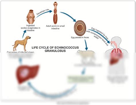 SOLUTION Cestodes Cyclophyllidea Echinococcus Granulosus Life Cycle