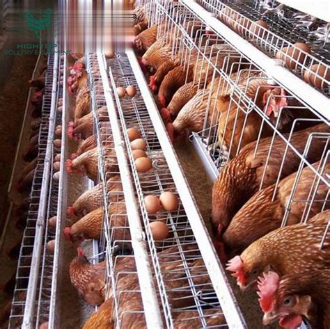 Free Design A Type Manual Poultry Chicken Egg Layer Cage In Philippines China Chicken Layer