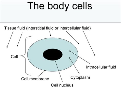 Regulation Of The Composition Of Body Fluids Flashcards Quizlet