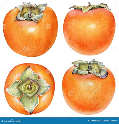 Persimmon Fruits Sketch Vector Illustration For Label Background One