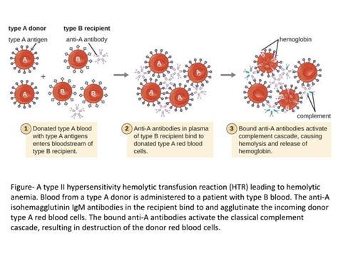 Type Ii Hypersensitivity Antibody Mediated Cytotoxic Hypersensitivity