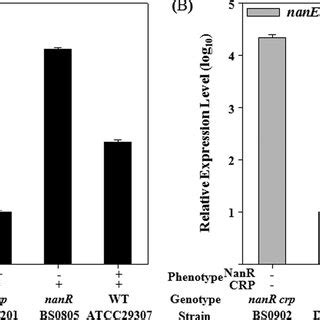 Proposed Model For Regulation Of The V Vulnificus Nan Cluster By Nanr