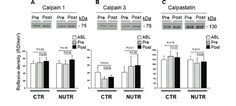 Calpain Related Proteolysis Markers In MTBR Study Biopsies SOL Upper