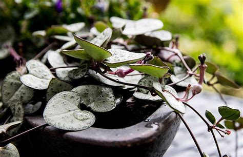 Cómo cultivar la ceropegia o collar de corazones Foto 3