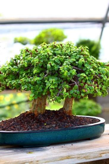 Come Si Cura Un Bonsai Mondo Bonsai