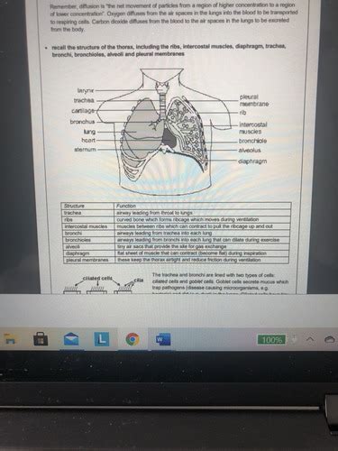 Gas Exchange In Humans Flashcards Quizlet