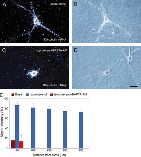 Ca² dependent dendritic transport of ID4 mRNA A and B ID4 chimeric