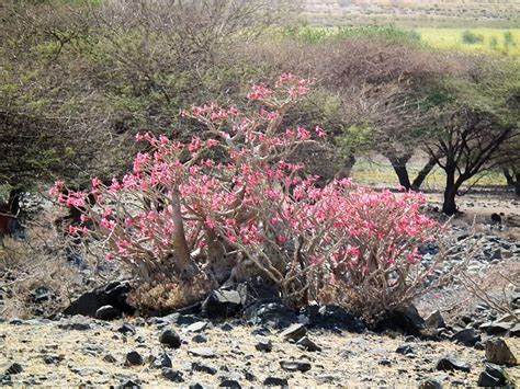 Ficha Del Adenium Obesum O Rosa Del Desierto Ciber Cactus