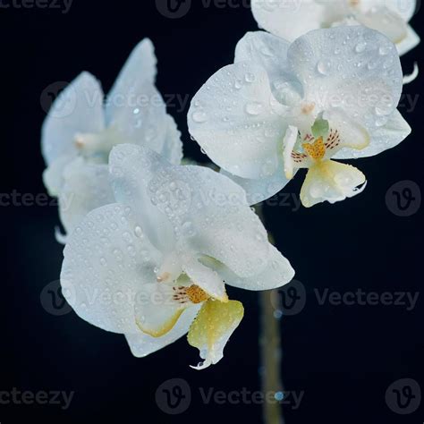 White Orchid Black Background Stock Photos, Images and Backgrounds for ...