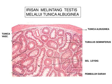 PPT HISTOLOGI REPRODUKSI JANTAN PowerPoint Presentation Free