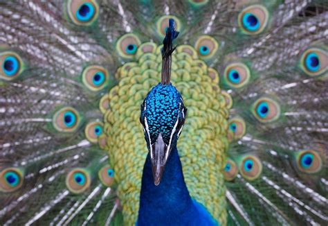 Peacock Peacocks Bird Free Photo On Pixabay Pixabay