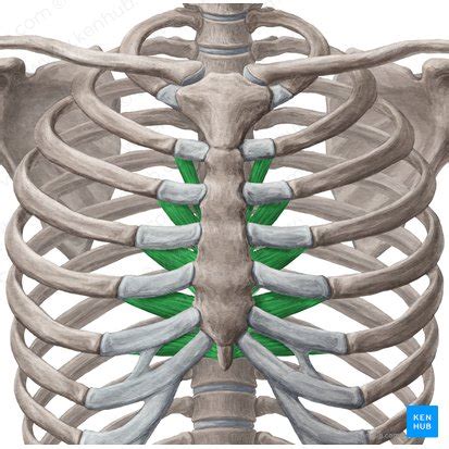 Ribs Anatomy Ligaments And Clinical Notes Kenhub