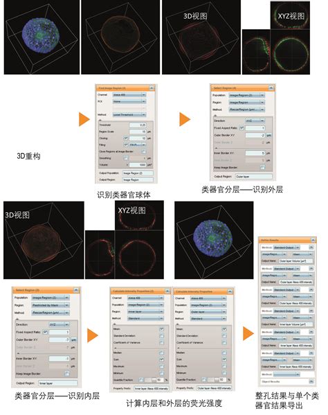 高内涵成像分析系统用于类器官蛋白表达分析 —bio 101