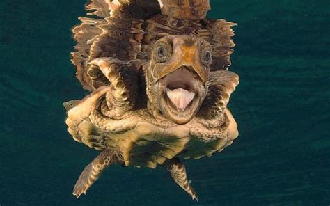 A Baby Loggerhead Turtle Pulls A Funny Face For The Camera While