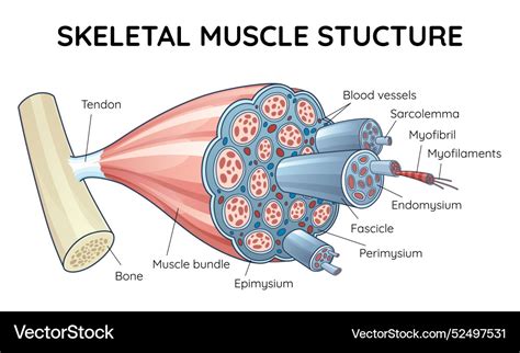 Skeletal muscle anatomy outline diagram structure Vector Image