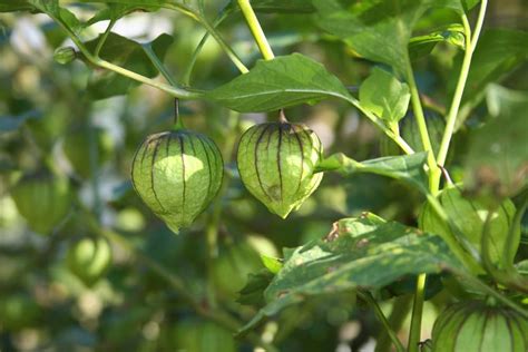 Tomatillo Plant Care & Growing Tips | Horticulture.co.uk