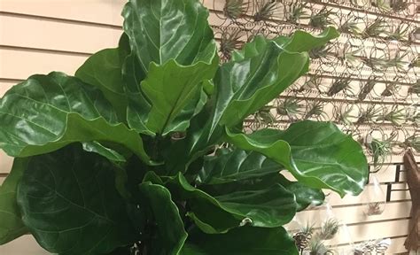 Staghorn Fern Care Backbone Valley Nursery