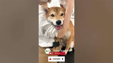 Shiba Inu Obsessed With Cameras 柴犬さん、カメラに夢中 Youtube