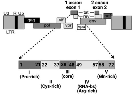 Tat Gene And Functional Domains Of Tat72 Protein Tat Is Encoded By Two