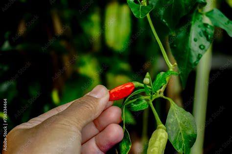 Hand Holding Red Chili Padi Fruit Chili Padi Is Extremely Hot And Spicy Selective Focus Stock