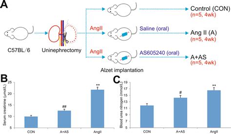 Inhibition of PI3Kγ signaling improves renal functions in a mouse model