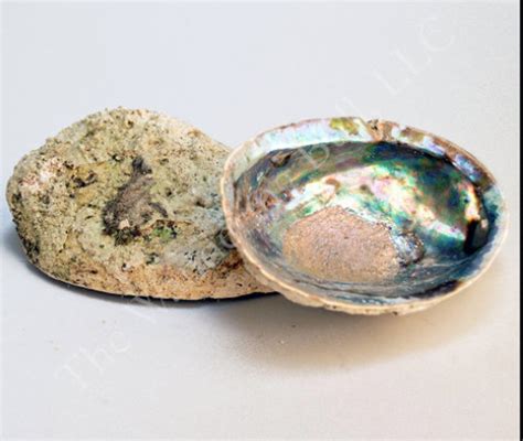 Abalone Shell Smudging Bowl Seashell Incense Burner Inches Etsy