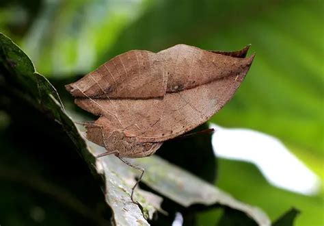 Borboleta Folha Caracter Sticas Nome Cientifico Habitat E Fotos