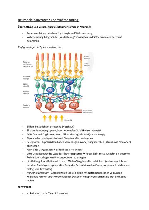 Vortrag Tutoriumsmitschriften Zum Thema Visuelle Wahrnehmung Zur