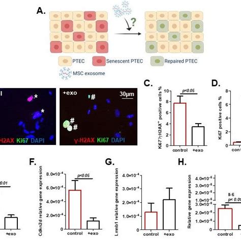 Exosome Treatment Reduced Primary Tubular Epithelial Cell Ptec