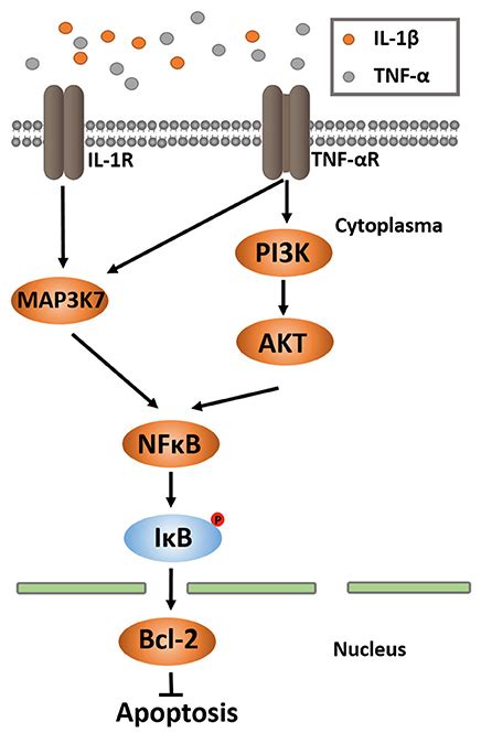 Frontiers Upregulation Of Bcl And Its Promoter Signals In Cd T