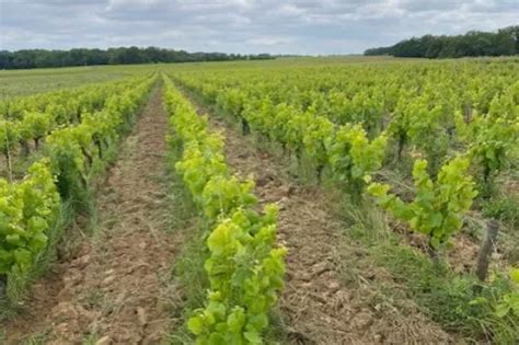 Promenade Pied Le Circuit Des Moulins Monni Res Entres Vignes Et