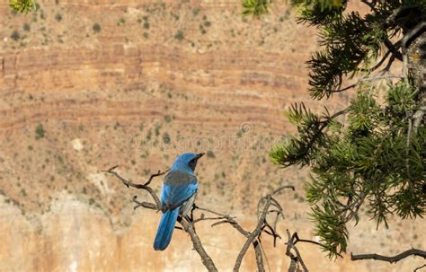 The South Rim Access To The Grand Canyon Blue Woodpecker Stock Photo