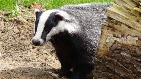 BADGER BAITING ON THE RISE IN AYRSHIRE – UWS Newsroom