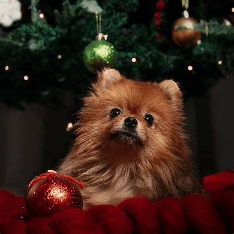 Varios Consejos Sobre C Mo Poner El Rbol De Navidad Con Perros Blog