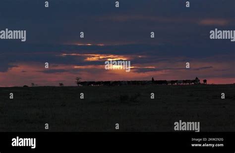 Maasai cattle Stock Videos & Footage - HD and 4K Video Clips - Alamy