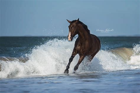 Pferd Im Meer In 2022 Pferdefotografie Pferde Fotografie Fotografie