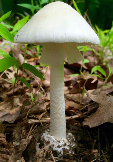 Amanita Bisporigera Aka The Destroying Angel Mushroom Pictures Hr