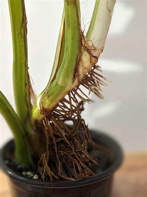 Mature Epipremnum Pinnatum Giant Aurea Variegated Amazoniconda Actual