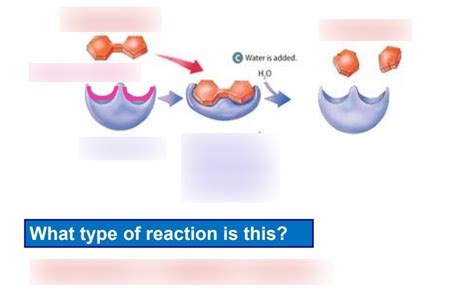 Biology 20 Enzymes Diagram Diagram Quizlet