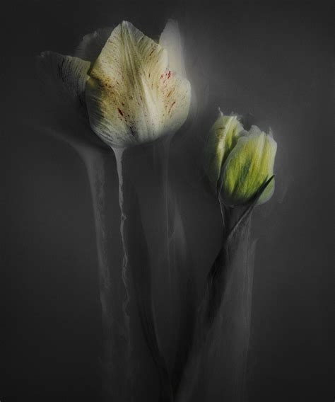 Tulips from the Netherlands on Behance