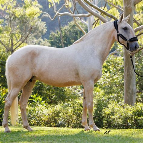 Gua Matriz Puro Sangue Lusitano Ophelia Do Aret Haras Vale Do Aret