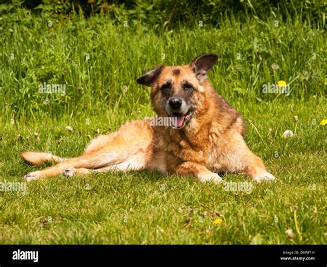 Male German Shepherd Dog Hi Res Stock Photography And Images Alamy