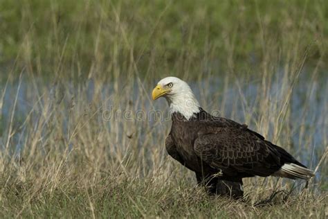 Bald Eagle Collecting Nesting Material In Florida Stock Image Image