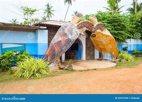 Turtle Sanctuary Centre, Hikkaduwa Stock Photo - Image of habaraduwa ...