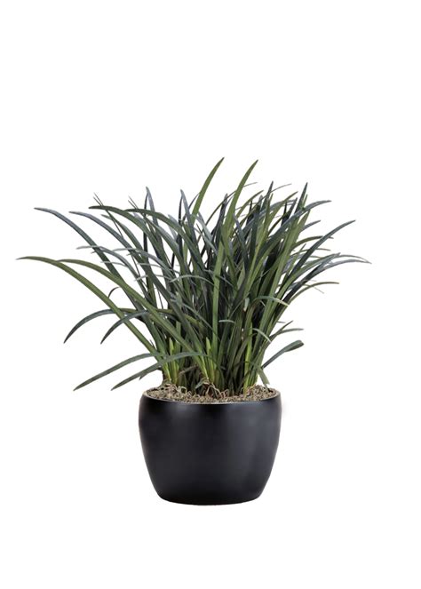 Liriope Phillip S Interior Plants Displays