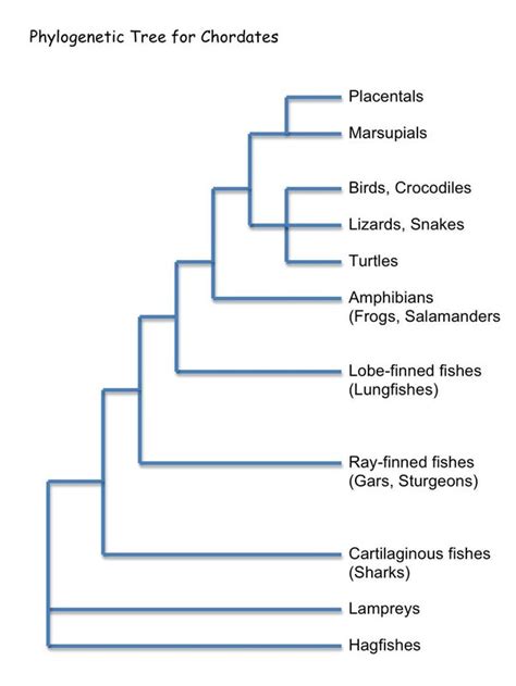 What Is Bayesian Phylogenetics Quora