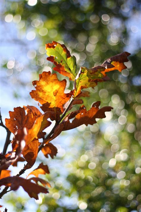 Free stock photo of autumn leaves, bokeh, forest