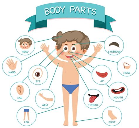 Body Parts Vocabulary Illustration Stock Vector By Brgfx